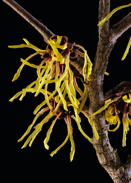 Zen.nl, Zen, meditatie, leren mediteren, foto